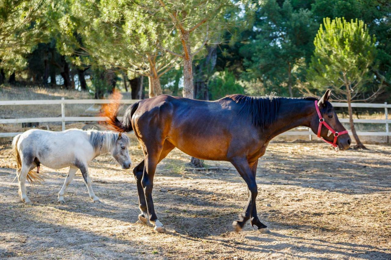 Herdade Da Granja Nova มอนตาจิล ภายนอก รูปภาพ