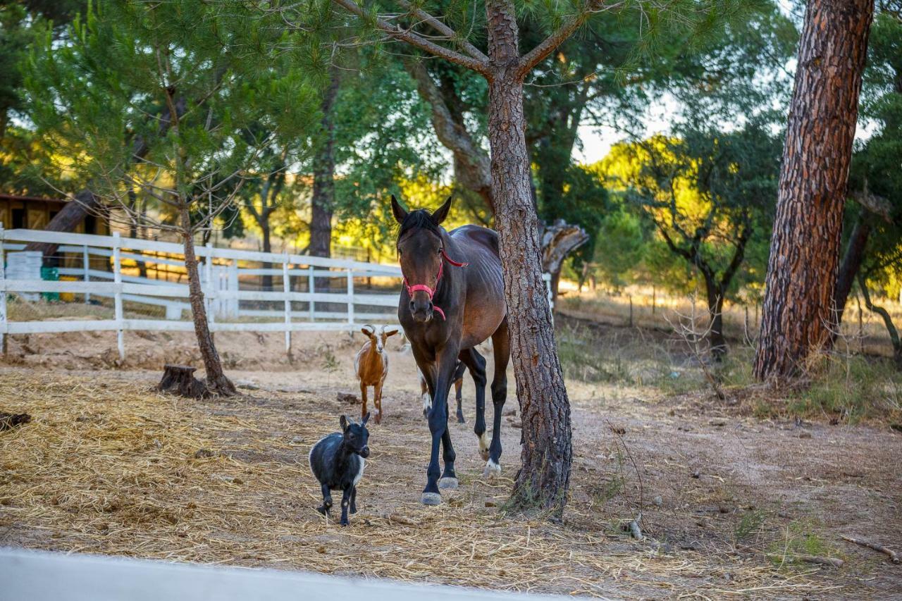 Herdade Da Granja Nova มอนตาจิล ภายนอก รูปภาพ